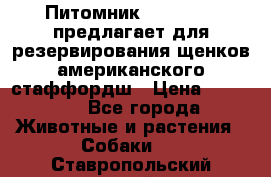 Питомник KURAT GRAD предлагает для резервирования щенков американского стаффордш › Цена ­ 25 000 - Все города Животные и растения » Собаки   . Ставропольский край